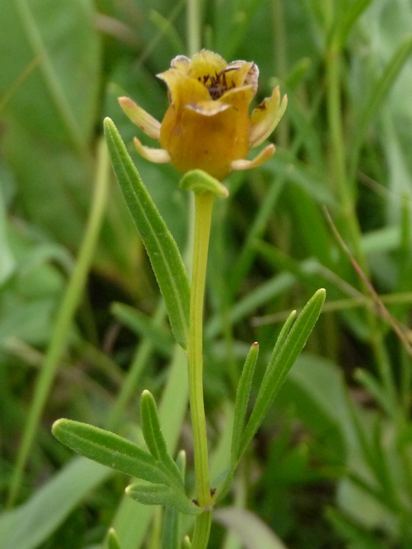 Schaefer Prairie Minnesota North American Rock Garden Society